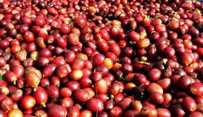kopi5